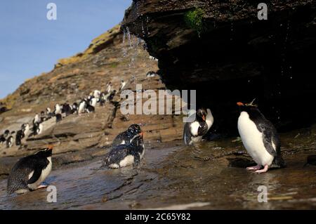 Ce qu'un oiseau de mer apprécie le plus est un bain d'eau douce. Ces pingouins de la rockhopper (Eudyptes chrysocome) ont même une énorme douche ensoleillée, mais le luxe semble faire quarrelsome: Nulle part ailleurs dans la colonie de la rockhopper un comportement agressif peut être vu. Banque D'Images