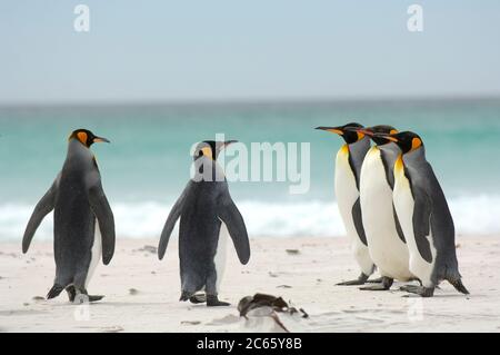 Les pingouins (Aptenodytes patagonicus) se rassemblent souvent en groupes. Cette habitude peut réduire le risque d'être pris par leurs prédateurs aquatiques, par exemple le lion de mer et l'orque. Banque D'Images