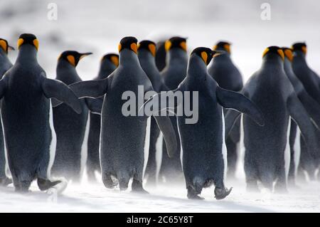 Les pingouins (Aptenodytes patagonicus) se rassemblent souvent en groupes. Cette habitude peut réduire le risque d'être pris par leurs prédateurs aquatiques, par exemple le lion de mer et l'orque. Banque D'Images