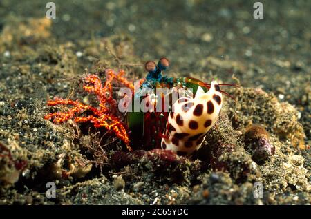 Crevettes mantis de Peacock (Odontodactylus scyllarus) Banque D'Images