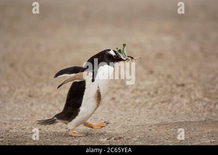 Les feuilles sont récoltées par les Penguins Gentoo (Pygoscelis papouasie) et servent de matériel pour le nid. Banque D'Images