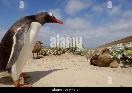 Être un prédateur fort et un charpteur tout de même le Skua brun (Antarctique de Catharacta) tire profit des colonies de pingouins à proximité pour trouver de la nourriture pour son propre poussin. Banque D'Images