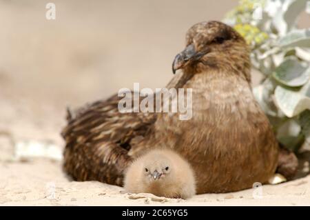 Être un prédateur fort et un charpteur tout de même le Skua brun (Antarctique de Catharacta) tire profit des colonies de pingouins à proximité pour trouver de la nourriture pour son propre poussin. Banque D'Images