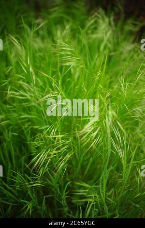 L'herbe verte luxuriante pousse dans un champ d'été Banque D'Images