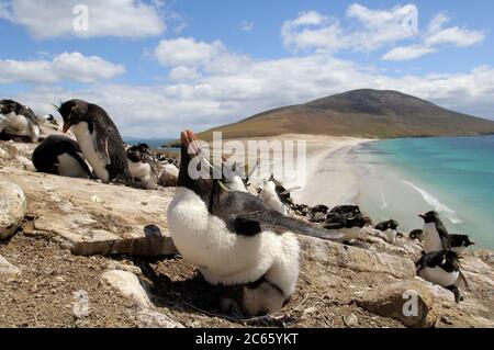Après avoir escaladi les rochers escarpés, les pingouins de la rockhopper (Eudiptes chrysocome) atteignent la colonie de reproduction au-dessus de la mer. À un âge de environ. 10 jours les poussins sont toujours gardés par l'un des adultes qui se mettent à leur tour à leur offrir l'abri du soleil, du vent et des prédateurs. [taille d'un organisme : 50 cm] Banque D'Images