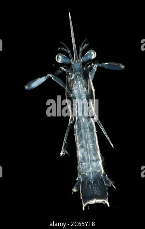 [M][superposition numérique] - les crevettes mantis appartiennent aux Stomatopodes, un groupe de crustacés. Les stomatopodes ont des stades larvaires comme celui montré ici, la larve appelée alima, qui mue par mue se rapproche et se rapproche de l'apparence adulte. Tant qu'ils vivent dans le plancton, ils restent transparents. [taille d'un organisme : 1,5 cm] Banque D'Images