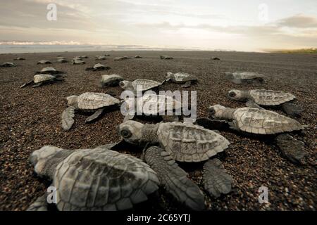 Les alevins de tortues de mer d'Olive ridley (Lepidochelys olivacea) sur leur chemin vers la mer. Ils s'orientent par la luminosité de l'horizont au-dessus de l'océan et ils risquent toujours d'être mangés par les oiseaux, les crabes ou plus tard par les poissons. Être dans un groupe au moins sur la plage augmente les chances de survie des animaux seuls. Banque D'Images