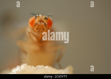 Mutant orange de la mouche des fruits (Drosophila melanogaster). La mutation est utilisée comme marqueur génétique. Banque D'Images