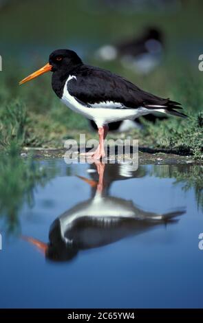 Portrait d'Oystercatcher reflété dans l'eau {Haematopus ostralegus} Allemagne Banque D'Images