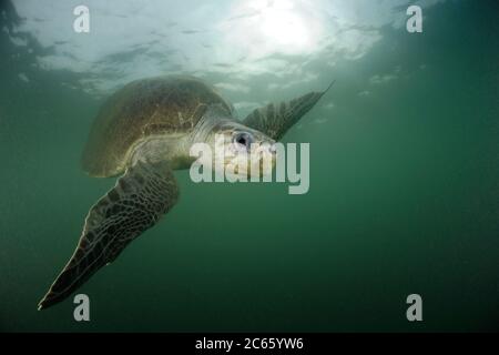 De nombreuses tortues de mer femelles de ridley (Lepidochelys olivacea) nagent de l'océan ouvert vers la plage d'Ostional, Costa Rica, Océan Pacifique pour se rassembler pour une arribada (événement de nidification de masse). Les animaux ne sont pas très timides et certains même s'approchent du photographe de plongée. Banque D'Images