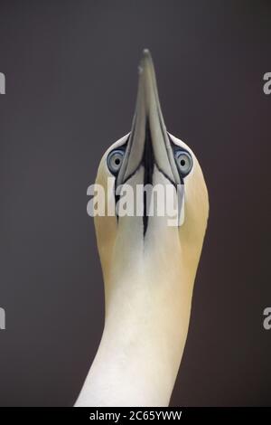 Gantet du Nord (Sula bassana ou Morus bassanus), booby, Bass Rock Ecosse Banque D'Images