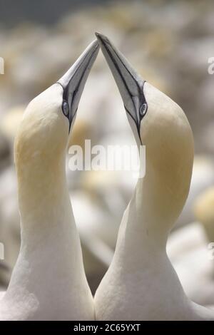 Gantet du Nord (Sula bassana ou Morus bassanus), booby, Bass Rock Ecosse Banque D'Images