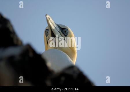 Gantet du Nord (Sula bassana ou Morus bassanus), booby, Bass Rock Ecosse Banque D'Images