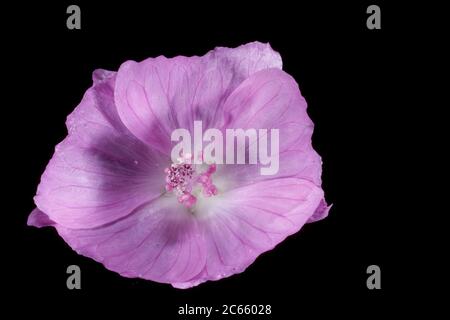 Musk Malva moschata, Banque D'Images