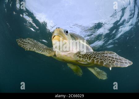 De nombreuses tortues de mer femelles de ridley (Lepidochelys olivacea) nagent de l'océan ouvert vers la plage d'Ostional, Costa Rica, Océan Pacifique pour se rassembler pour une arribada (événement de nidification de masse). Banque D'Images