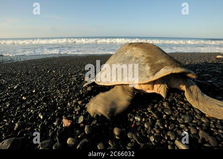 En regardant une tortue de mer mature comme cette olive ridley (Lepidochelys olivacea) on peut facilement dire le sexe: Une femelle a une queue courte, comme on l'a vu ici, alors qu'un mâle a une queue longue et musclée qui dépasse clairement le bord de la carapace. Banque D'Images