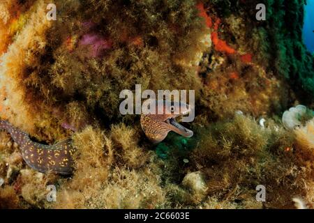 Moray méditerranéen (Muraena helena) Banque D'Images