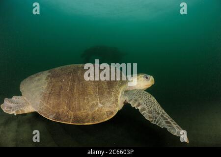 De nombreuses tortues de mer femelles de ridley (Lepidochelys olivacea) nagent de l'océan ouvert vers la plage d'Ostional, Costa Rica, Océan Pacifique pour se rassembler pour une arribada (événement de nidification de masse). Banque D'Images