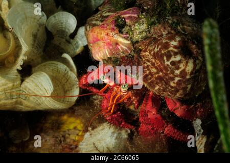 Crabe ermite (Dardanus Arrosor) et anémone parasite (Calliactis parasitica) Banque D'Images