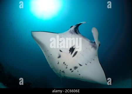 Raies manta géantes (Manta birostris) se nourrissant du plancton Nord Raja Ampat, Papouasie occidentale, Indonésie, Océan Pacifique Banque D'Images