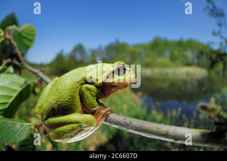 Grenouille des arbres (Hyla arborea anciennement Rana arborea), Kelpshagen, Allemagne Banque D'Images