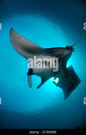 Raies manta géantes (Manta birostris) se nourrissant du plancton Nord Raja Ampat, Papouasie occidentale, Indonésie, Océan Pacifique Banque D'Images