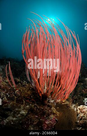 Récif avec corail whip - gorgonien (Ellisella ceratophyta), Raja Ampat, Papouasie occidentale, Indonésie, Océan Pacifique [taille de l'organisme : 2 m] Banque D'Images