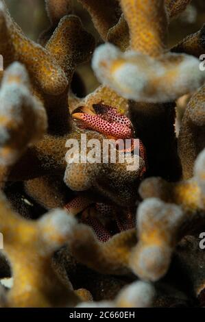 Crabe de garde à pois rouges (Trapezia tigrina) entre les coraux de pierre (Acropora sp.) Raja Ampat, Papouasie occidentale, Indonésie, Océan Pacifique Banque D'Images