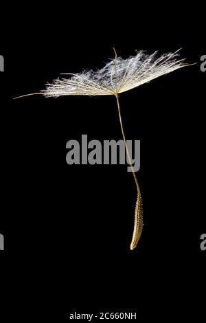 Graine de barbe de Goatsbear, Tragopogon pratensis, Banque D'Images