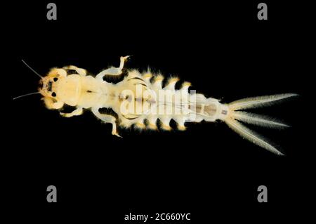 Les larves aquatiques des éphémères (Palingenia longicauda) vivent dans l'argile du lit de la rivière Tisza. Banque D'Images