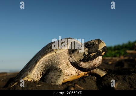 Les tortues de mer de ridley (Lepidochelys olivacea) sont célèbres pour leur comportement à nicher aussi pendant la journée. Leur arribada (événement de nidification de masse avec plusieurs jours de durée) ne fait que des pauses pendant les températures chaudes de midi. Banque D'Images