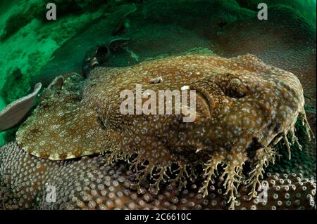 Requin Wobbegong (Eucrossorhinus dasypogon) en attente de la proie embuscade, camouflé sur une plaque de corail. Raja Ampat, Papouasie occidentale, Indonésie, Océan Pacifique [taille d'un organisme unique : 1,5 m] Banque D'Images