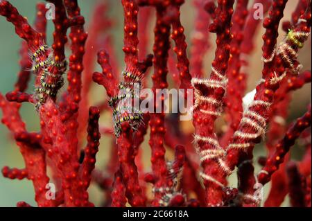 Les minuscules Brittlestars (Ophiothrix sp. (Ophiuridae)) enveloppé autour des branches de corail de Fan, Raja Ampat, Papouasie occidentale, Indonésie, Océan Pacifique [taille d'un seul organisme : 7 cm] Banque D'Images