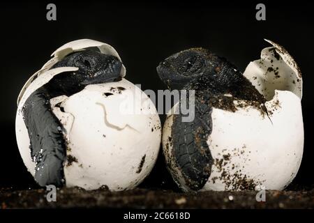 Ces alevins d'une tortue de mer ridley (Lepidochelys olivacea) devraient être enterrés et protégés sous 40 centimètres de sable chaud, mais un chien domestique les a creusés à la plage d'Ostional au Costa Rica. Il faut près de deux mois pour qu'un œuf de tortue de mer se développe dans un petit reptile marin parfait. [taille d'un organisme : 6 cm] Banque D'Images