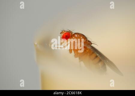 Le type sauvage mouche des fruits (Drosophila melanogaster) laboratoire de culture. Banque D'Images