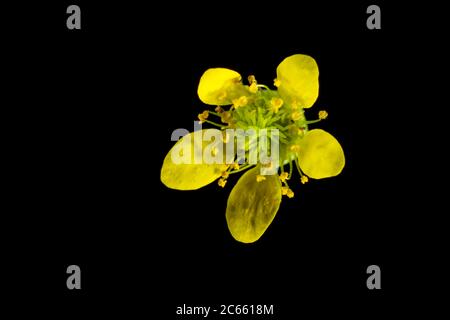 Avens de bois, Geum urbanum, Banque D'Images