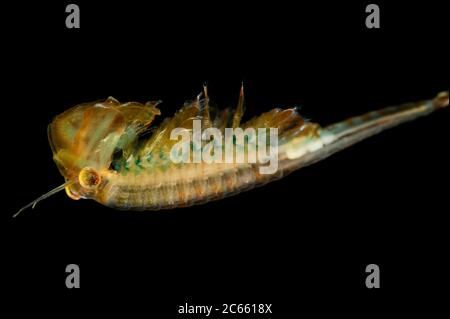 Crevettes aérées captives (Eubranchipus grubii) mâles Banque D'Images