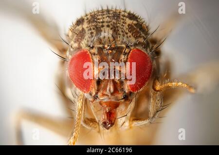 [Mise au point numérique] mouche des fruits sauvage (Drosophila melanogaster) Banque D'Images