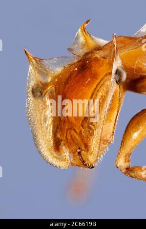 [Mise au point numérique] Portrait Ant, sous-famille: Myrmicinae genre: Cephalotes, Cephalotes clypeatus (Fabricius), Lins, Sao Paulo .Brésil Banque D'Images