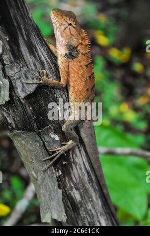 Grand Lizard orange typique sur le bois au Vietnam Banque D'Images