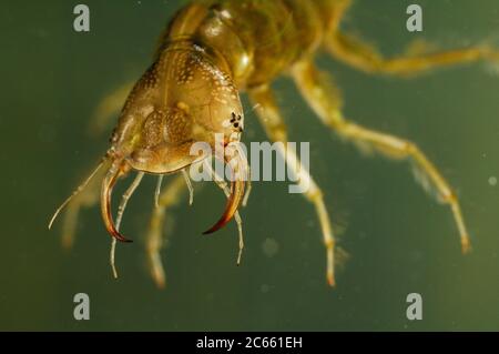 Larve du grand coléoptère de plongée (Dytiscus marginalis) Banque D'Images