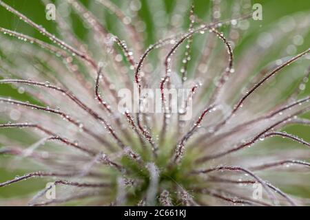 Fruit décoloré d'une fleur de pasque (Pulsatilla vulgaris), vue rapprochée Banque D'Images