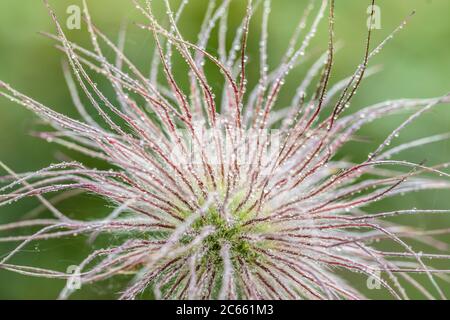 Fruit décoloré d'une fleur de pasque (Pulsatilla vulgaris), vue rapprochée Banque D'Images