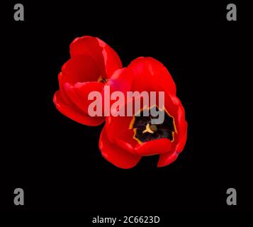 Deux fleurs rouges tulipes isolées sur fond noir. Vue de dessus Banque D'Images