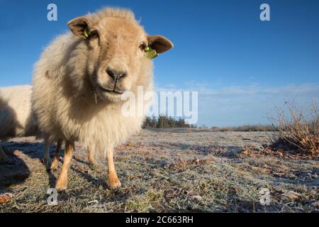 Drenthe Heath Moutons sur le Drents-Friese Wold Banque D'Images