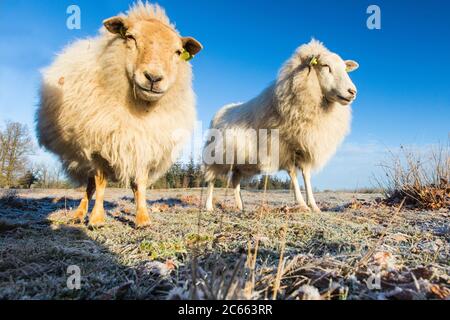 Drenthe Heath Moutons sur le Drents-Friese Wold Banque D'Images