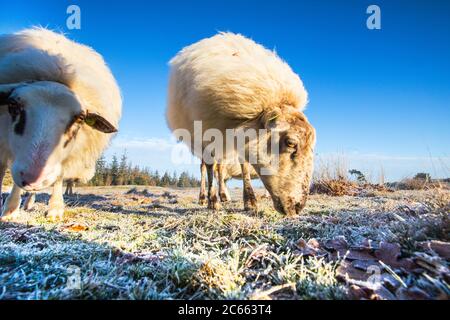 Drenthe Heath Moutons sur le Drents-Friese Wold Banque D'Images