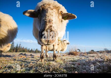 Drenthe Heath Moutons sur le Drents-Friese Wold Banque D'Images