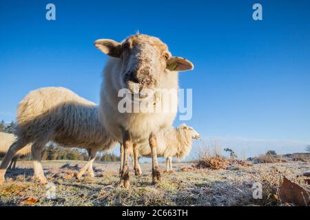 Drenthe Heath Moutons sur le Drents-Friese Wold Banque D'Images