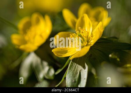 Aconite d'hiver, Eranthis hyemalis, Winterakoniet Banque D'Images